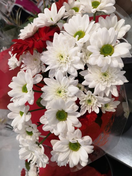 白色花束图片下载