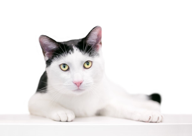 一只黑白相间的家短毛猫在一个放松的姿势图片下载