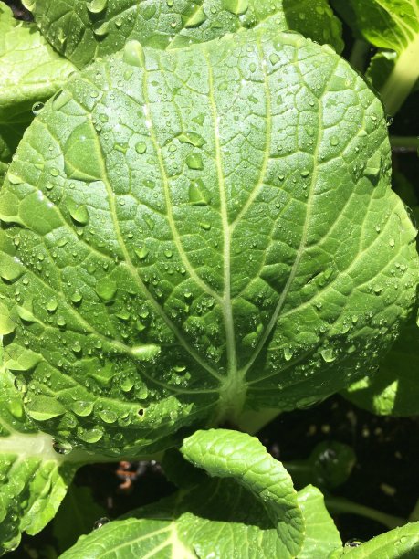一场暴雨后，花园中一片白菜叶子的特写图片下载