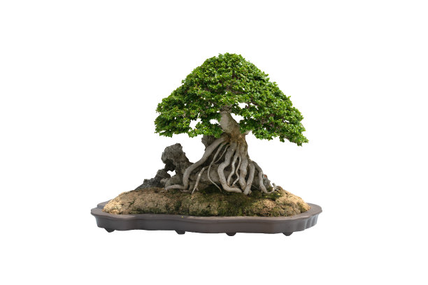 一棵小小的盆景树在一个陶罐上，白色的背景上有修剪的小路。图片下载