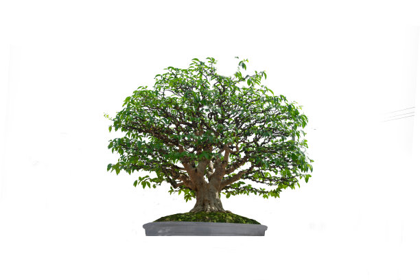 一棵小小的盆景树在一个陶罐上，白色的背景上有修剪的小路。图片下载