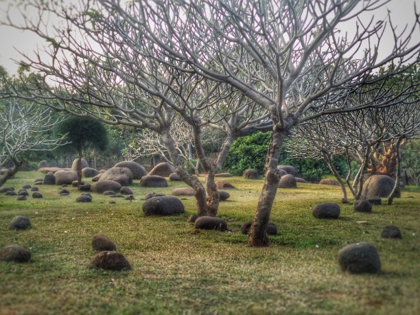 令人毛骨悚然的丛林图片下载