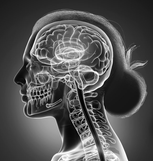 3d渲染医学上准确的女性大脑解剖示意图素材图片