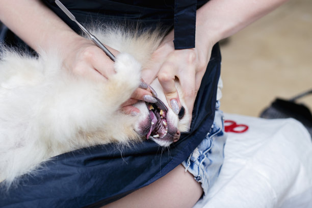 清除狗牙上的石头。用金属工具从狗的牙齿上取出一块石头。宠物的健康和卫生概念。狗梳理毛发。图片下载
