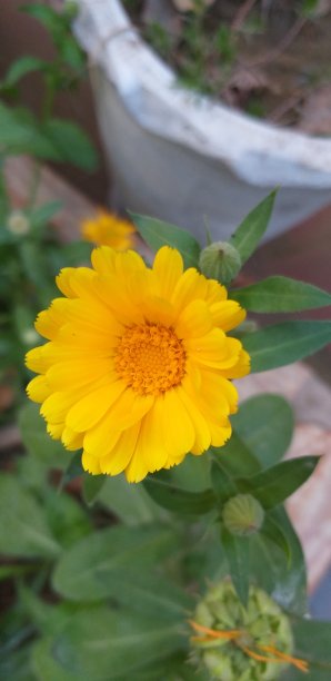 室外花园中盛开的桔黄色金盏花的美丽照片图片下载