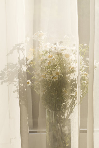 一束美丽的白色雏菊与阳光透过白色窗帘的阴影。节日贺卡照片。图片下载