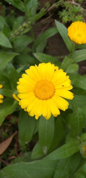 室外花园中盛开的桔黄色金盏花的美丽照片图片下载