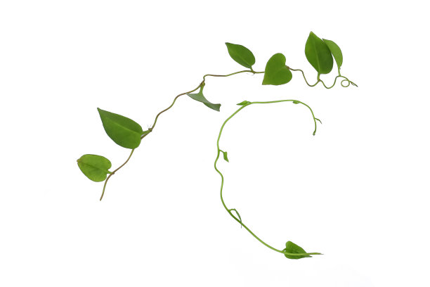 扭曲的藤蔓叶与心形的绿叶孤立在白色的背景，修剪路径包括。花卉Desaign。高清图像和大分辨率。可以用作墙纸吗图片下载