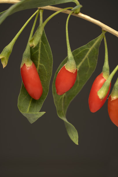 新鲜的枸杞浆果图片下载