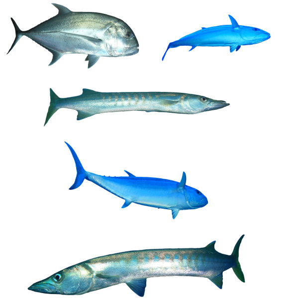 孤立在白色背景上的礁鱼图片下载