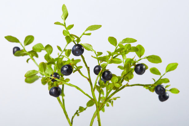 白色的树枝上有新鲜的蓝莓图片下载