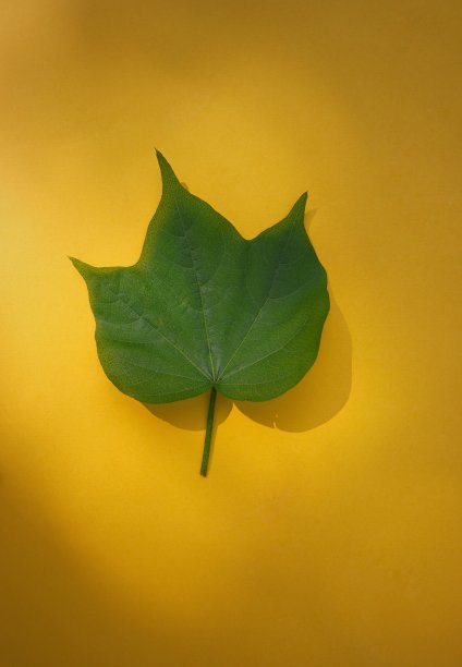 在黄色背景上分离的棉花叶子图片下载