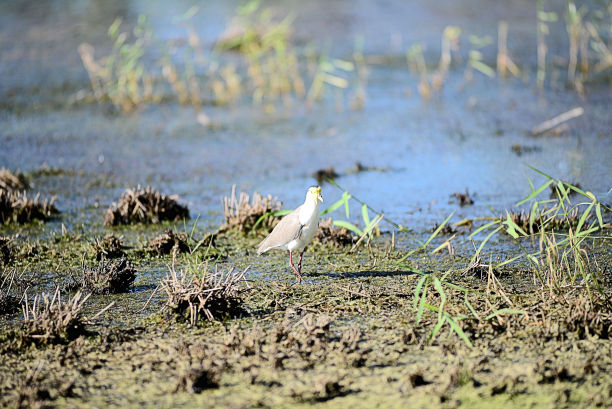 蒙面田凫图片下载