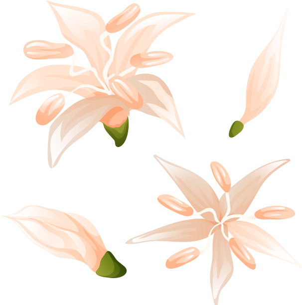 鲜花咖啡农业开了又关图片下载