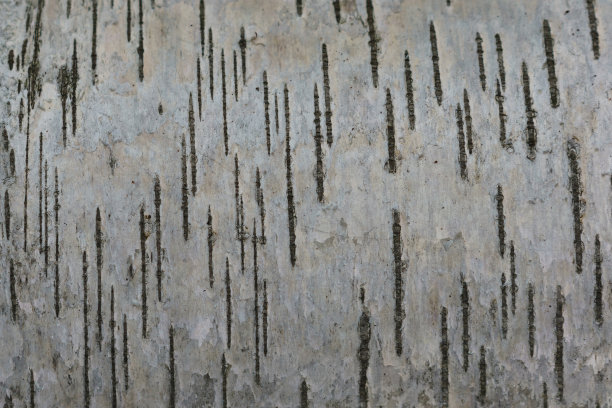 黑笔画的桦树皮碎片。图片下载