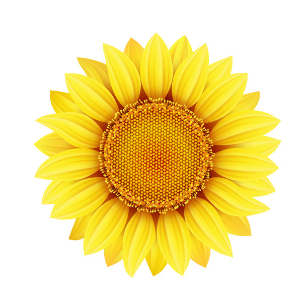 黄葵花图片下载