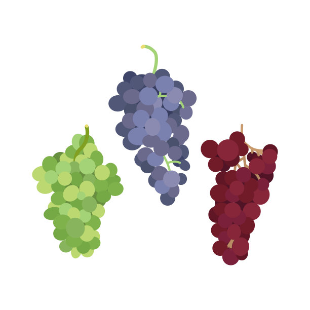 矢量插图一串不同品种的葡萄在白色的背景在一个平坦的风格。一套不同颜色的葡萄设计。图片下载
