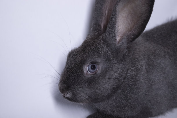 灰色的兔子，白色背景下的兔子。孤立。副本的空间。图片下载