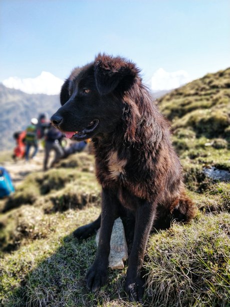 万，印度——2018年5月30日:在北阿坎德邦，一只喜马拉雅野狗沿着印度喜马拉雅山脉的小径跟随徒步旅行者。图片下载