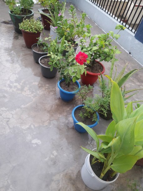 绿色的锅图片下载