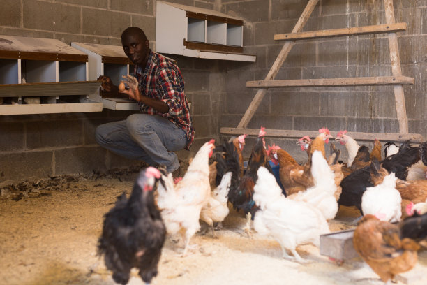 男子农民在鸡舍室内拿鸡蛋图片下载