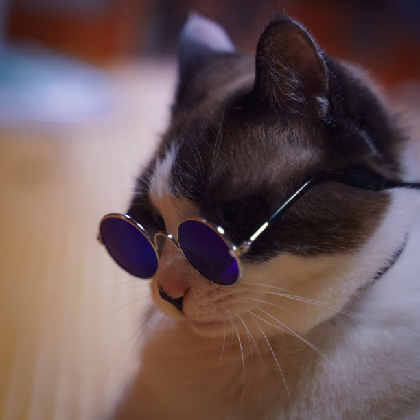 戴着墨镜的猫图片下载
