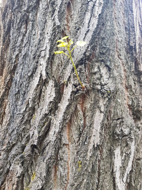 在自然界中再生图片下载