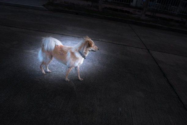 清晨公犬活动。图片下载