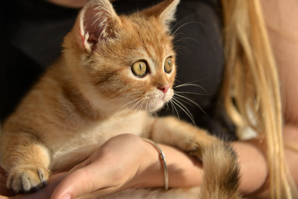 小猫的画像。小可爱的苏格兰家猫在女孩的手里。猫和孩子在家里。小猫。可爱的红色的小猫图片下载