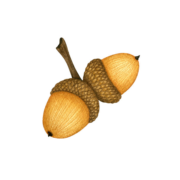 水彩橡树橡子。手绘秋季插画。秋季设计元素孤立的白色背景。图片下载