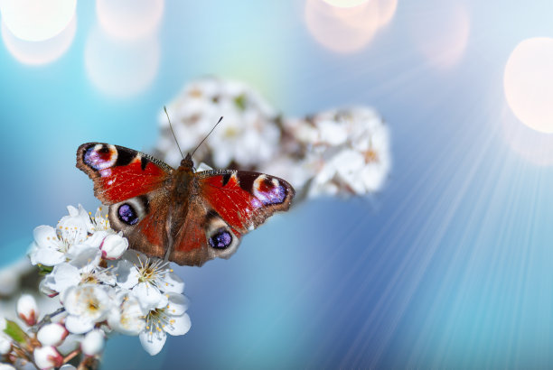 美丽的孔雀蝴蝶和樱花枝在蓝天的背景下，柔焦。春天自然的艺术形象。图片下载