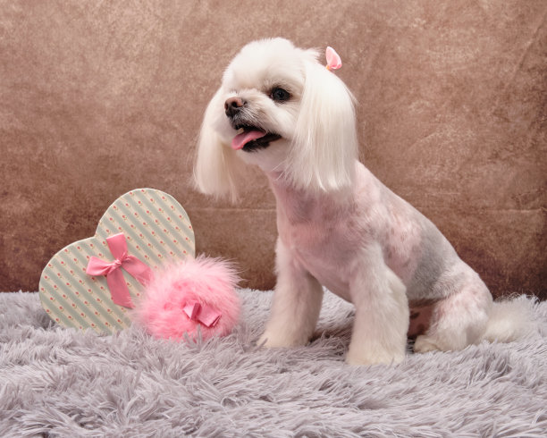 可爱的马耳他狗在一个心形的盒子旁边度假图片下载