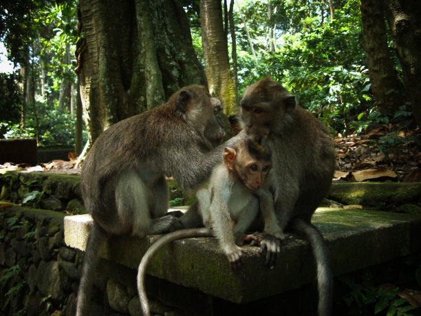 印度尼西亚巴厘岛乌布猴子森林里的猴子家族图片下载