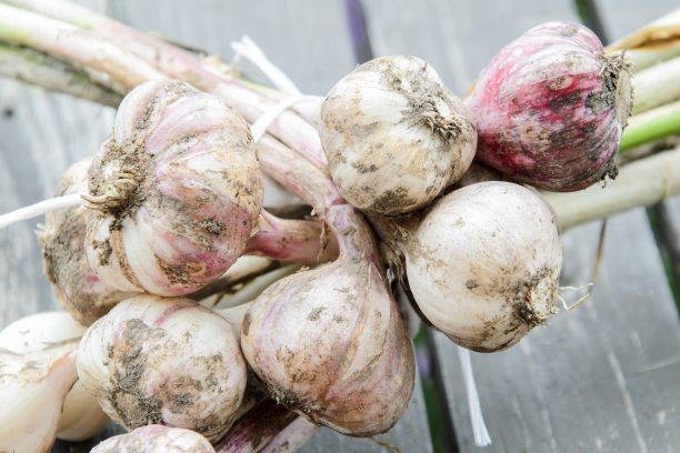 在自家花园里收获有机大蒜图片下载