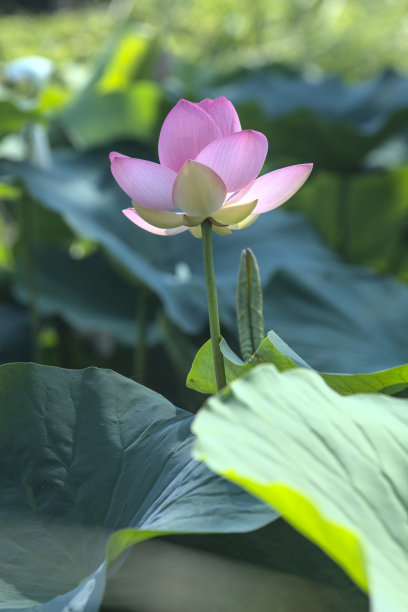 荷花荷叶图片下载