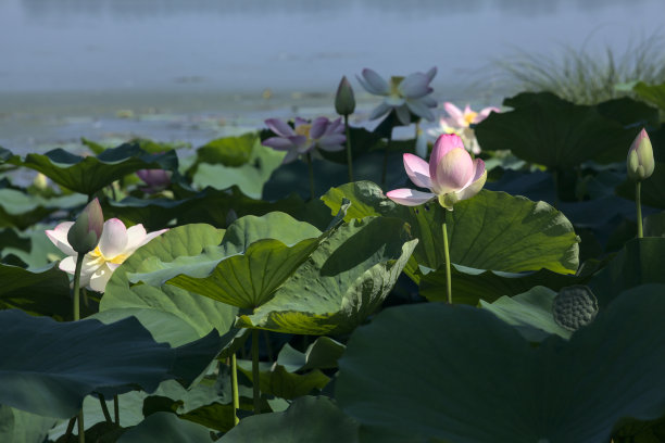 荷花荷叶图片下载