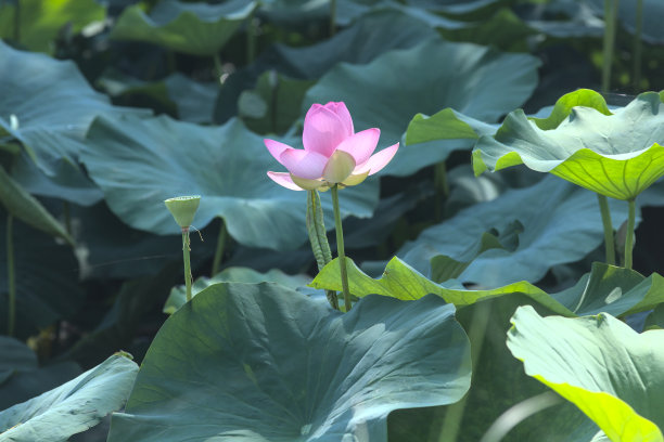 荷花荷叶图片下载