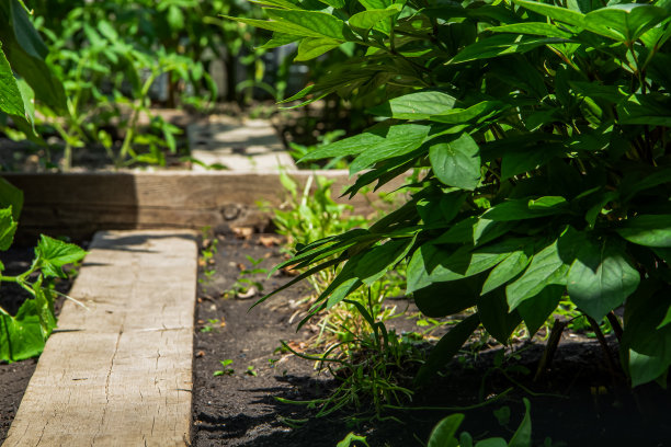 小菜园。蔬菜是为素食主义者种植的，这里还有一个花坛。图片下载