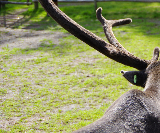驯鹿天鹅绒鹿角和绿色的耳朵标签特写与拷贝空间图片下载