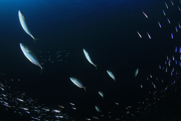 水下沙丁鱼、鲭鱼和金枪鱼图片下载