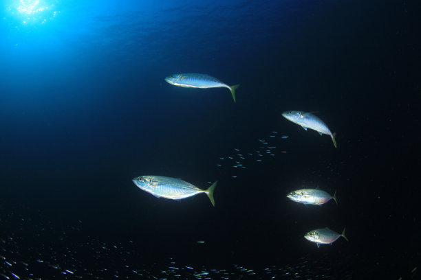 水下沙丁鱼、鲭鱼和金枪鱼图片下载