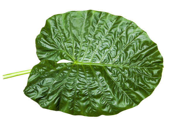 植物学。大象耳朵或芋头的大心形绿色叶子(芋属)热带叶类植物，白色背景图片下载