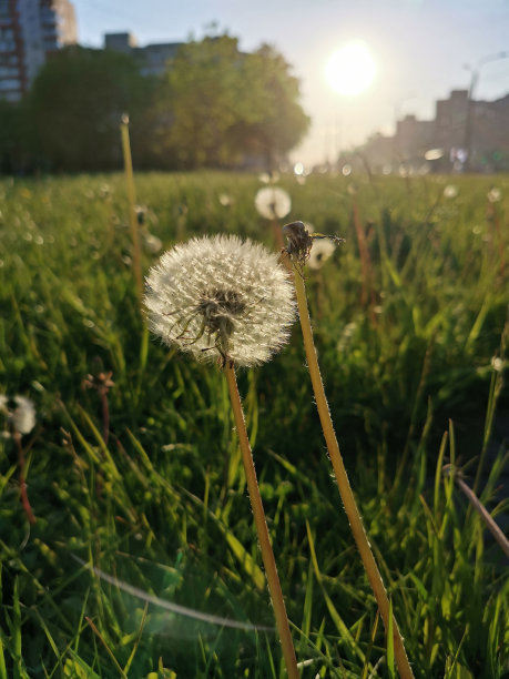 日落时分，草丛中成熟的白色蒲公英图片下载