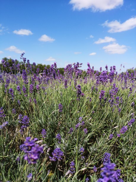 薰衣草图片下载