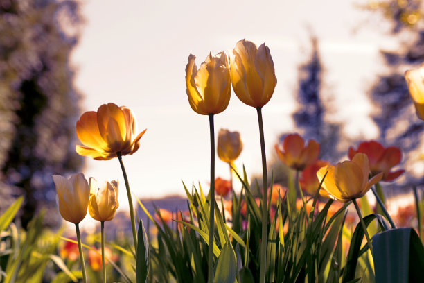 日落公园里的郁金香，有黄色和紫色图片下载