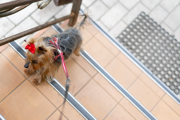 小狗爬楼梯图片下载