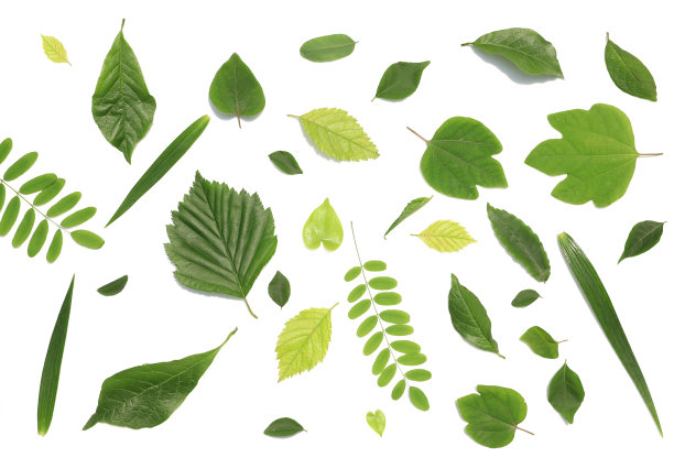 绿色的树叶图片下载