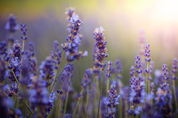 紫色薰衣草花田野细节。图片下载