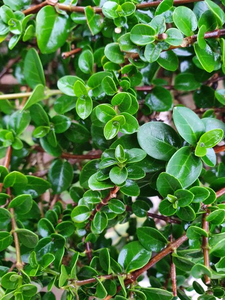 房子花园里的花盆里美丽的花的照片图片下载