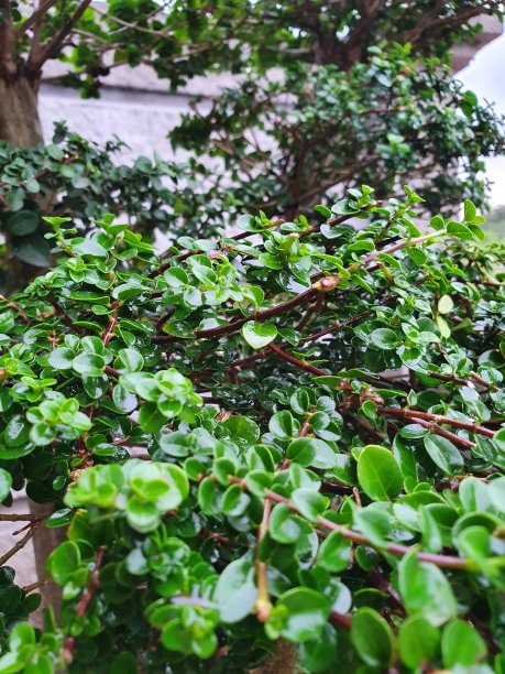 房子花园里的花盆里美丽的花的照片图片下载